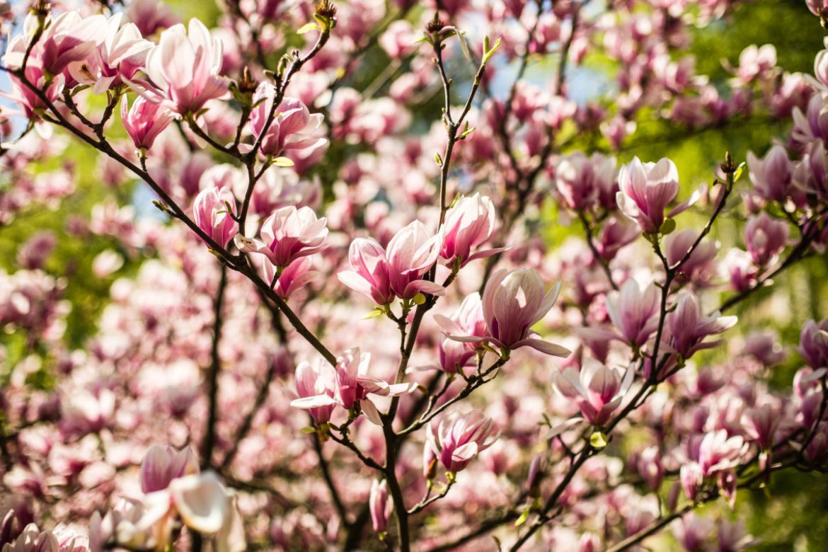 Magnolie