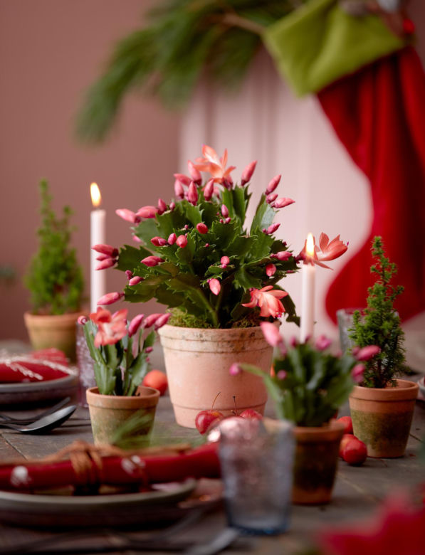 Grudnik, czyli szlumbergera