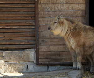 We wrocławskim zoo urodził się drugi w Polsce takin złoty