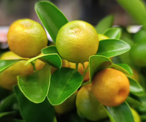 Festiwal Roślin w Enea Arenie