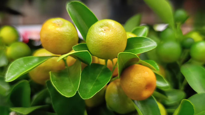 Festiwal Roślin w Enea Arenie