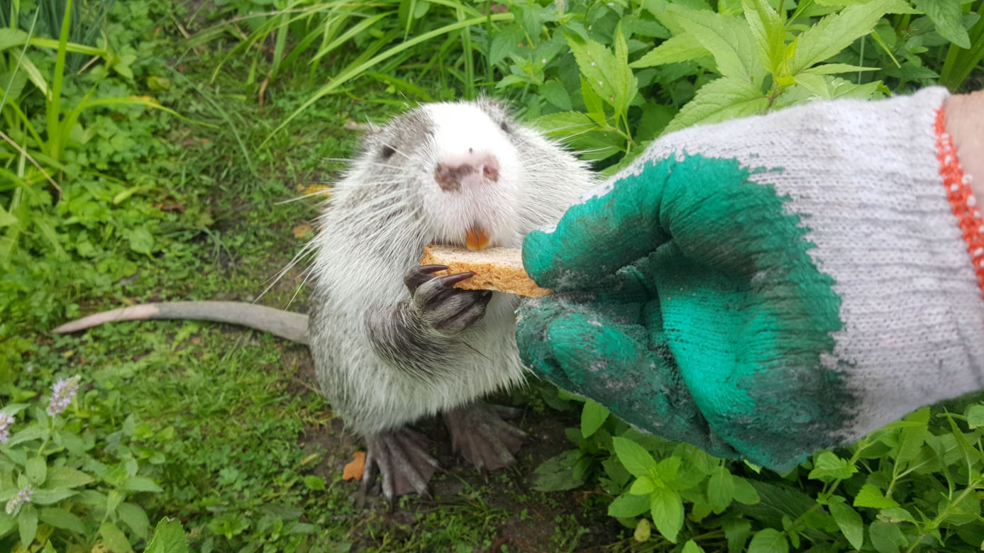 Nutrie z jaworznickiej Byczyny