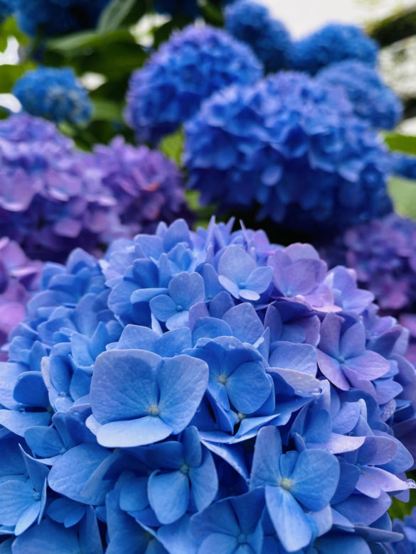 Hortensja ogrodowa (Hydrangea macrophylla) 