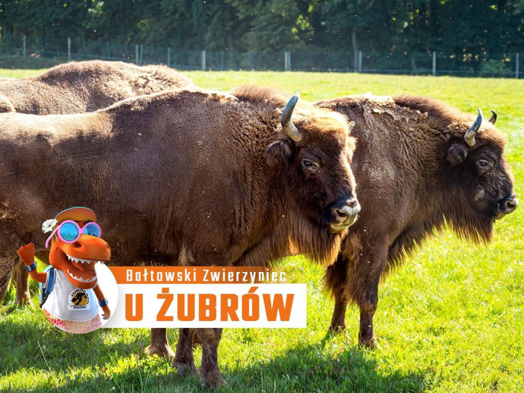 Zubry w JuraParku w Bałtowie