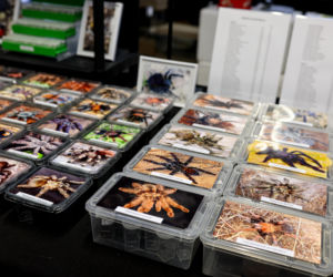 Giełda minerałów w Spodku przyciągnęła tłumy! GeoExpo ekspozycję wspaniałych cudeniek