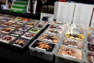 Giełda minerałów w Spodku przyciągnęła tłumy! GeoExpo ekspozycję wspaniałych cudeniek