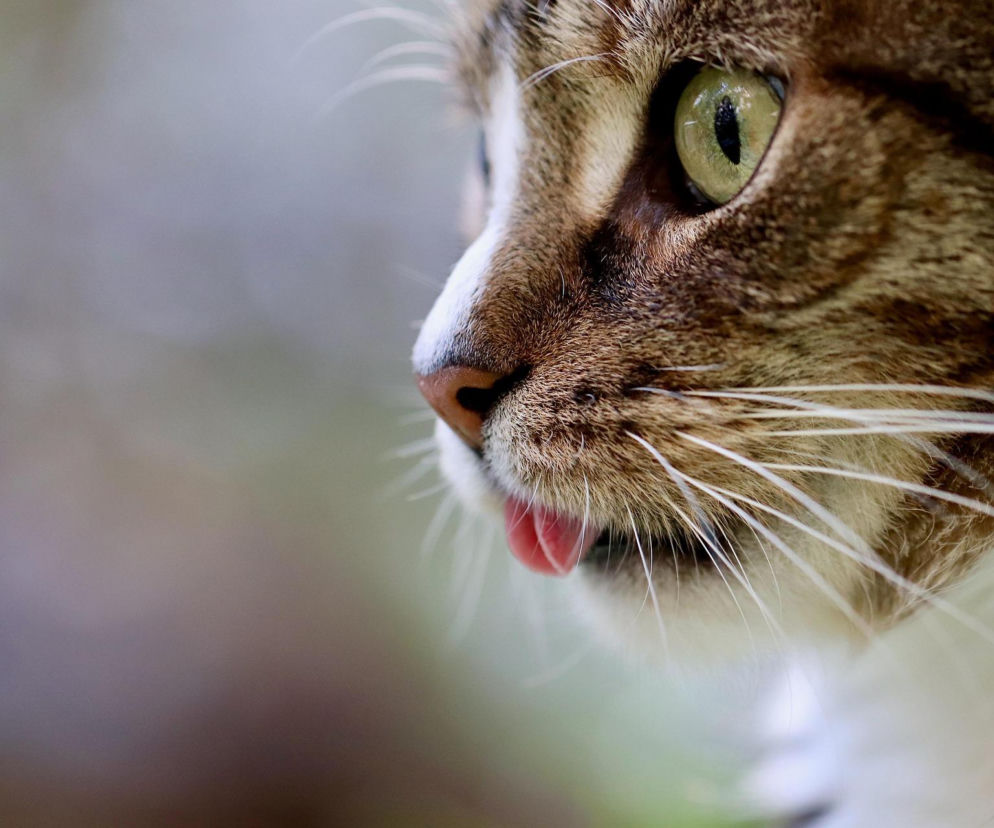 Miłośnicy kotów mają swój wyjątkowy dzień w kalendarzu. Nie każdy wie, kiedy dokładnie wypada Dzień Kota