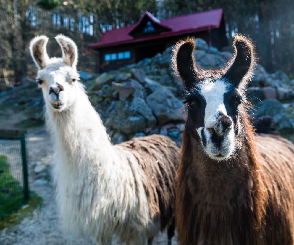 Koronawirus w Trójmieście. Zwierzęta z zoo tęsknią za ludźmi
