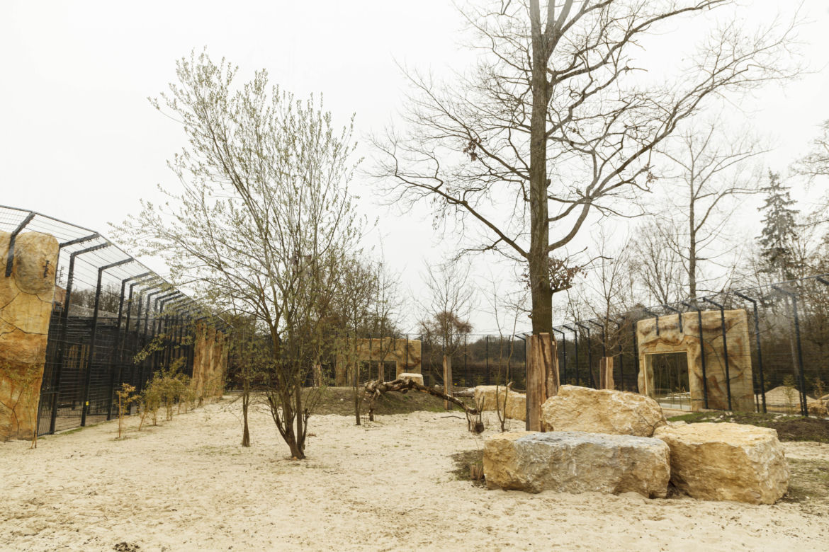 Zoo Opole. Lwy na wybiegu po 24 latach! Wielkie koty wróciły [ZDJĘCIA]