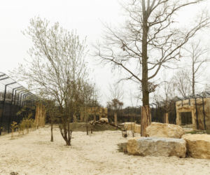 Zoo Opole. Lwy na wybiegu po 24 latach! Wielkie koty wróciły [ZDJĘCIA]