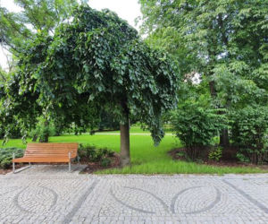 Będą porządki w parku Witosa w Bydgoszczy