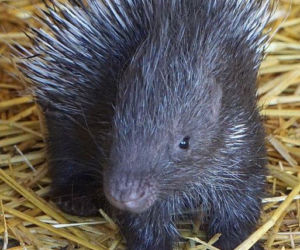 Narodziny jeżozwierzy we wrocławskim zoo