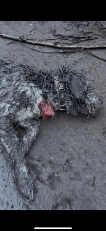 Ruda Śląska: Agresywny chart zagryzł małego pieska. Właścicielka walczyła o pupilka i też została ugryziona