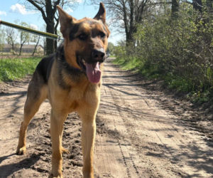 Niemałe pieniądze z akcji „Ciastko z Misją”. Dla schroniska w Henrykowie koło Leszna