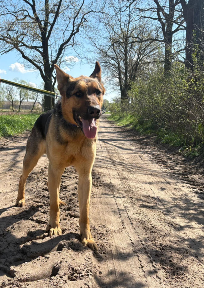 Niemałe pieniądze z akcji „Ciastko z Misją”. Dla schroniska w Henrykowie koło Leszna