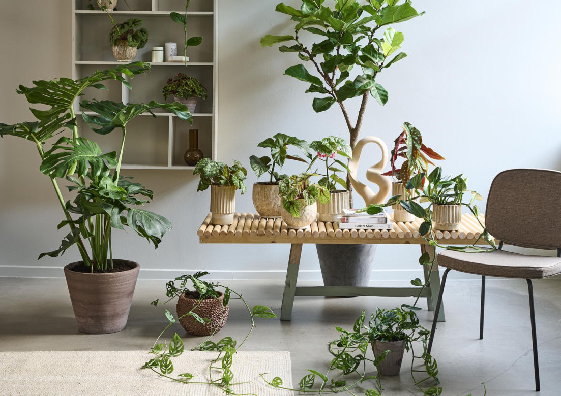 Monstera deliciosa, monstera dziurawa
