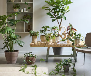 Monstera deliciosa, monstera dziurawa