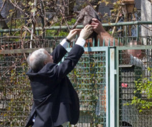 Koty Jarka nas terroryzują