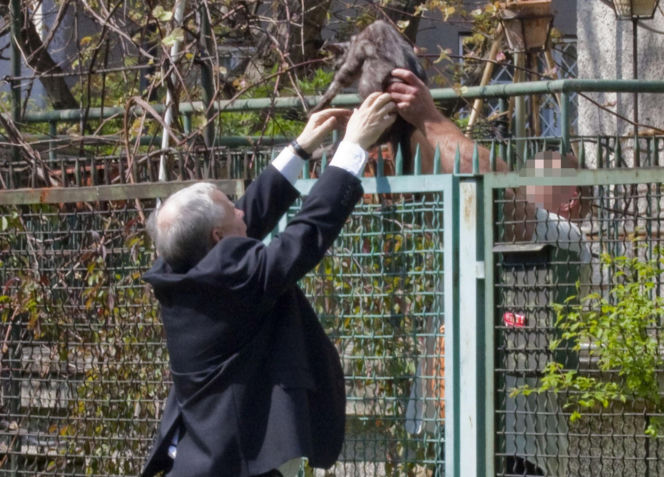 Koty Jarka nas terroryzują