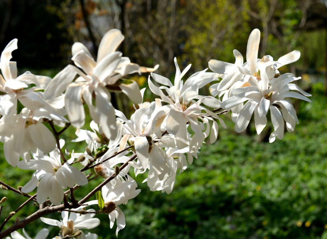 Magnolie