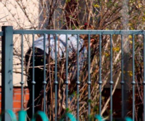 Babcia pracuje, dzieci spacerują