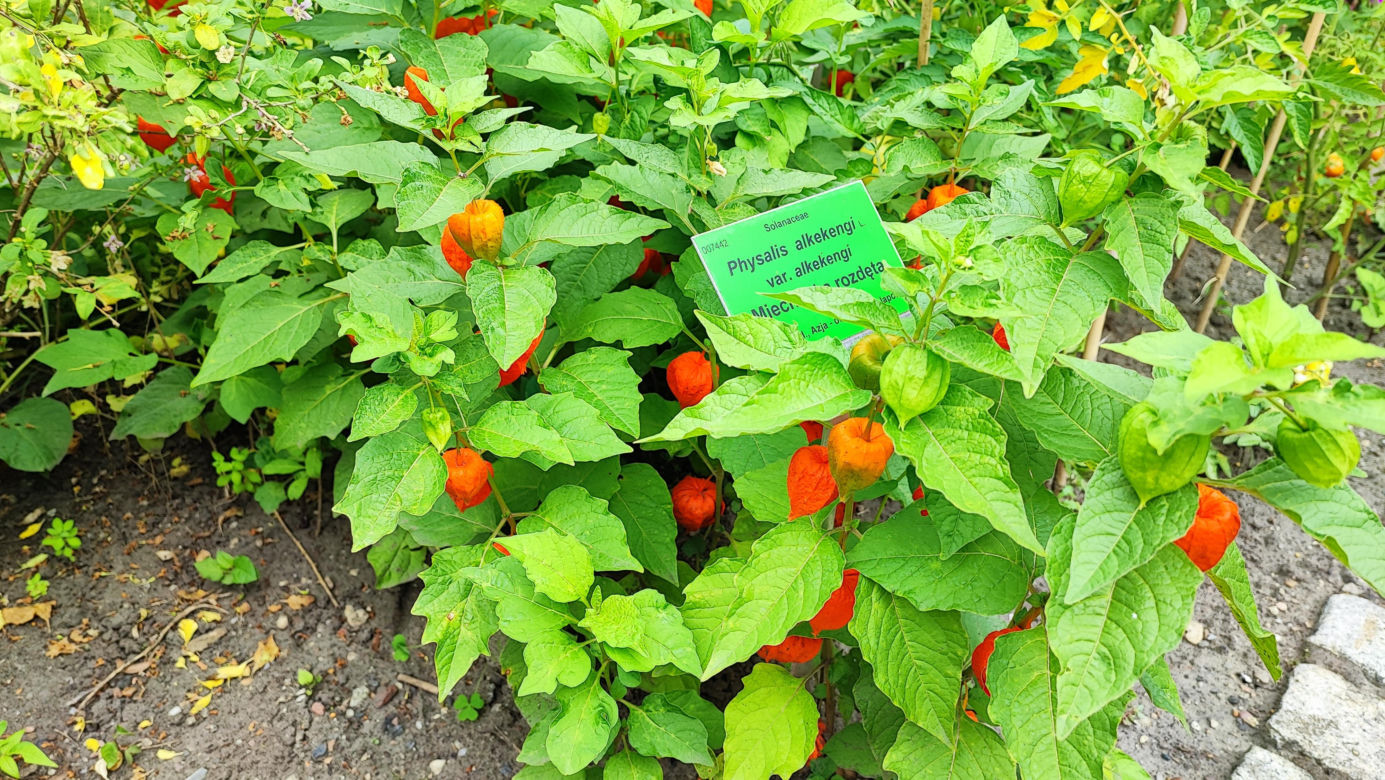 To jeden z najpiękniejszych ogrodów botanicznych w Polsce. Znajduje się na Dolnym Śląsku 