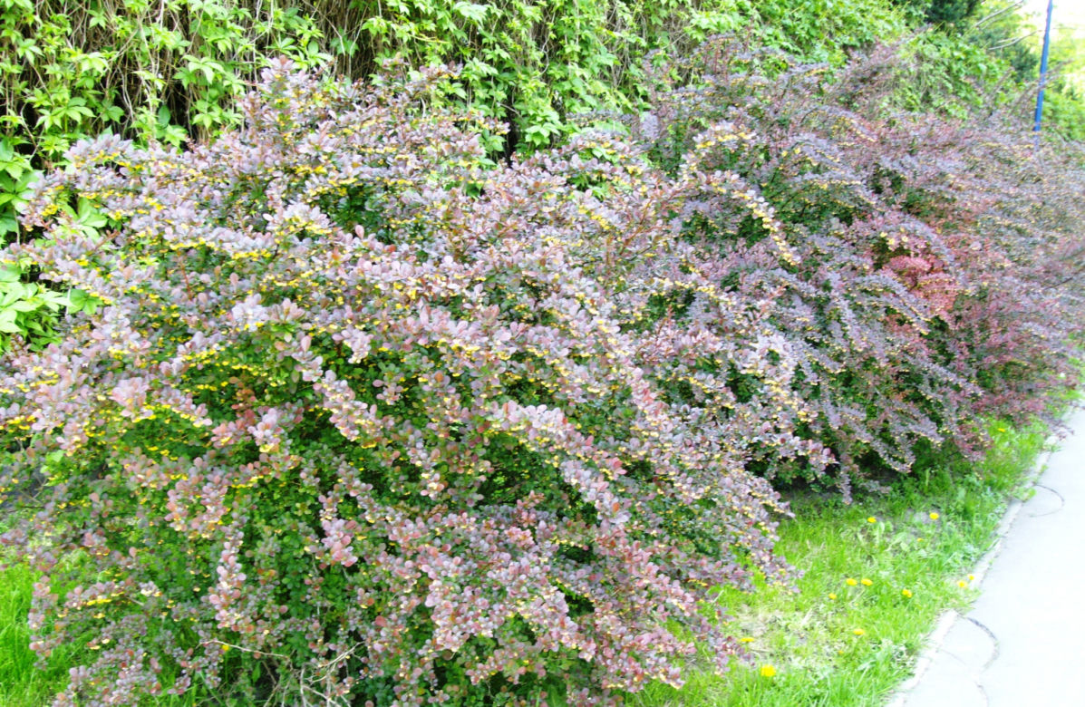 berberys ottawski 'Superba'