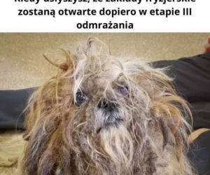 Fryzjerzy na kwarantannie: MEMY. W oczekiwaniu, kiedy otworzą salony fryzjerskie