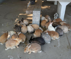 Wyspa, na której żyje więcej królików niż ludzi. Ma mroczną przeszłość