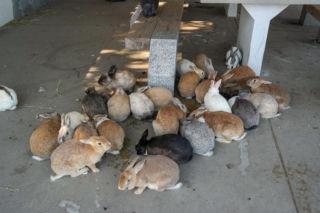 Wyspa, na której żyje więcej królików niż ludzi. Ma mroczną przeszłość