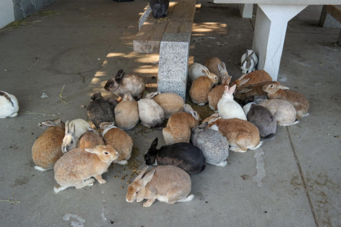 Wyspa, na której żyje więcej królików niż ludzi. Ma mroczną przeszłość