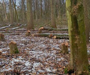 Nielegalna wycinka kilkuset drzew w obszarze Natura 2000