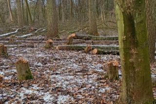 Nielegalna wycinka kilkuset drzew w obszarze Natura 2000
