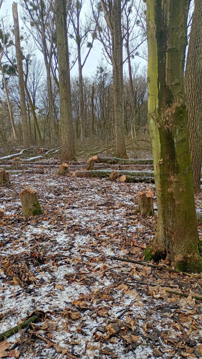 Nielegalna wycinka kilkuset drzew w obszarze Natura 2000