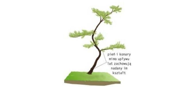 Sosna:  jak uformowac drzewo