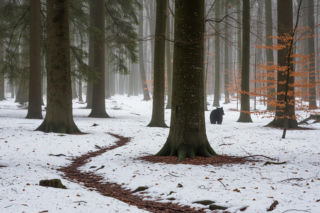 Niedźwiedzie w Bieszczadach. Co nagrał leśniczy?