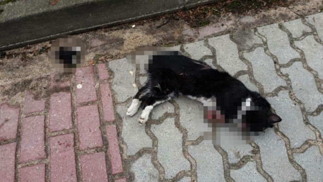 Watahy zdziczałych psów atakują wieś! "Rozrywają koty, rzuciły się na dziecko!