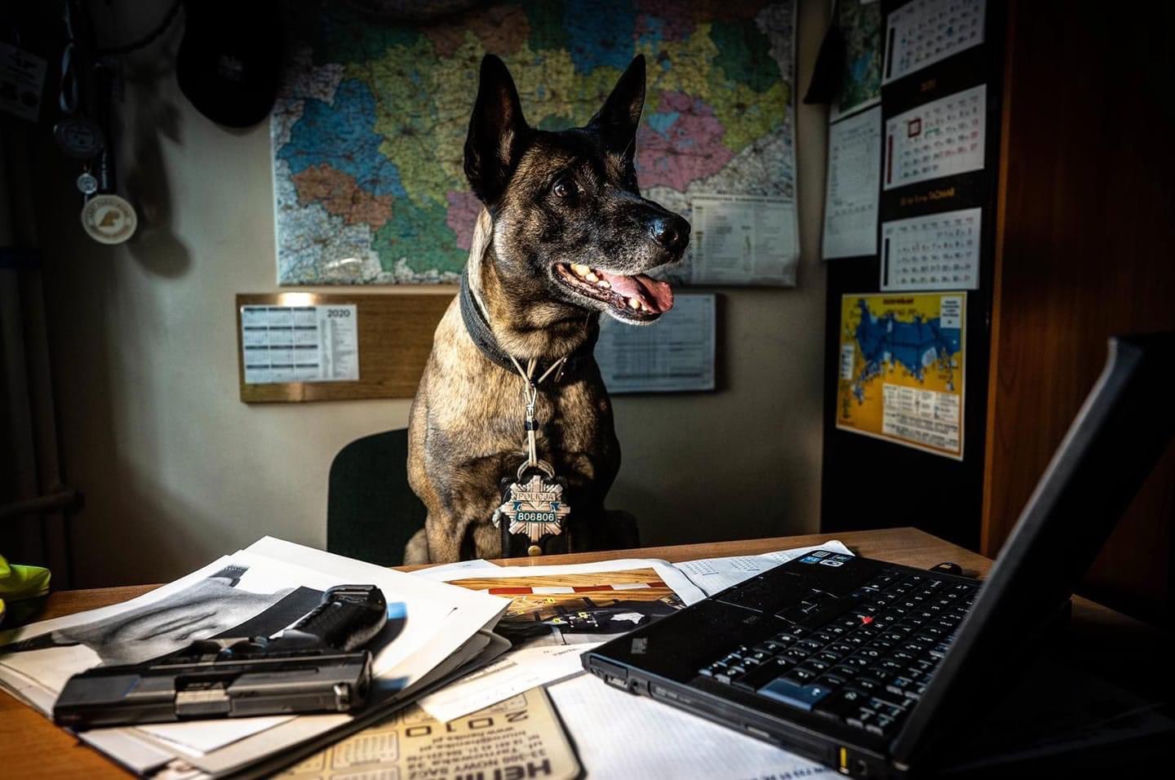 Pies policyjny z Olsztyna gwiazdą internetu. Jego zdjęcie robi furorę na Twitterze!