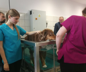 UTP w Bydgoszczy otworzył pracownie zoofizjoterapii!