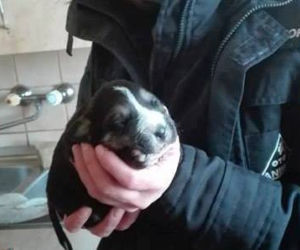Koszmarna interwencja Animalsów w Krośnie