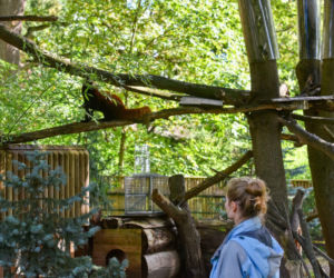 Powitajmy dwóch nowych mieszkańców toruńskiego ogrodu zoobotanicznego!
