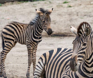 Zebra Chapmana