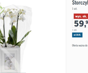Lidl - ofera na Dzień Matki 