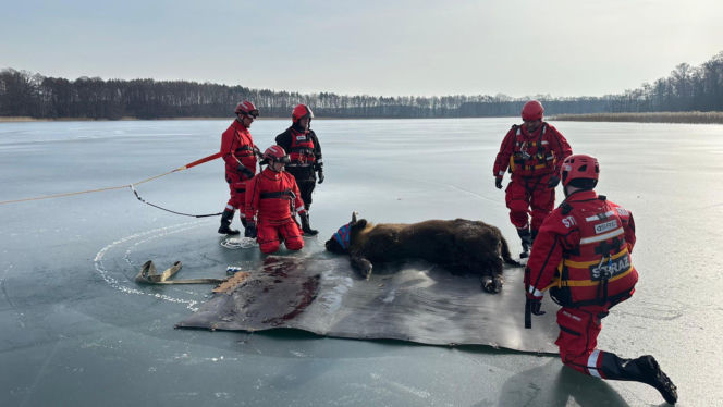 Żubrzyca utknęła na lodzie
