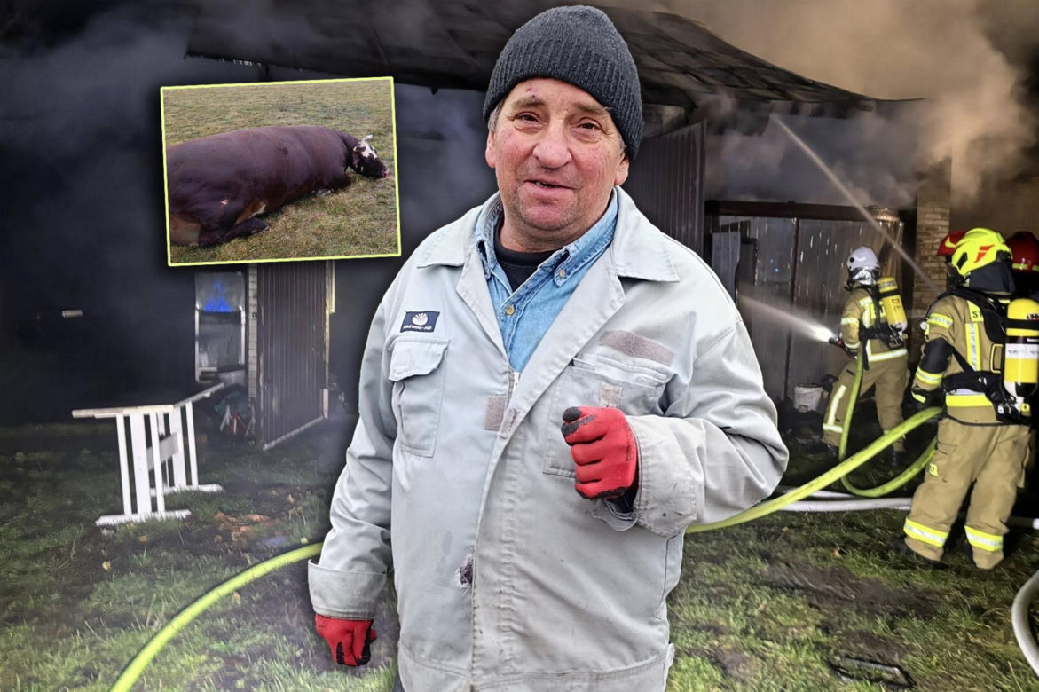 Krowa Diablica zobaczyła ogień i padła na zawał. Jarosław nie może się pozbierać. "Miałem ochotę płakać"