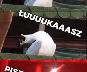 Memy po meczu Polska-Słowenia