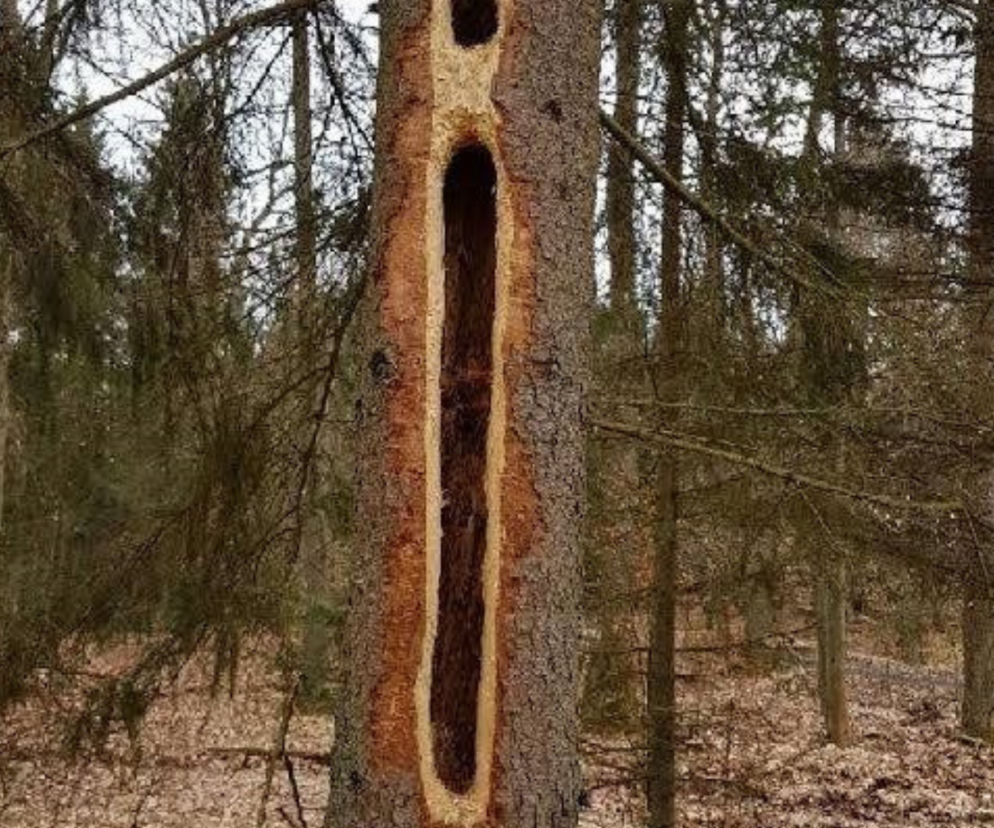 Zaskakujący widok w polskich lasach! Skąd wzieły się GIGANTYCZNE DZIURY w drzewach? [ZDJĘCIA]