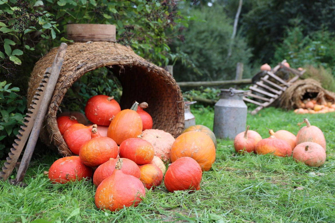 Farma dyń 2023 w Lublinie. Tak było w weekend otwarcia!
