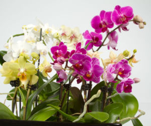 Phalaenopsis