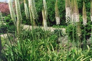 Pustynnik himalajski - Eremurus himalaicus